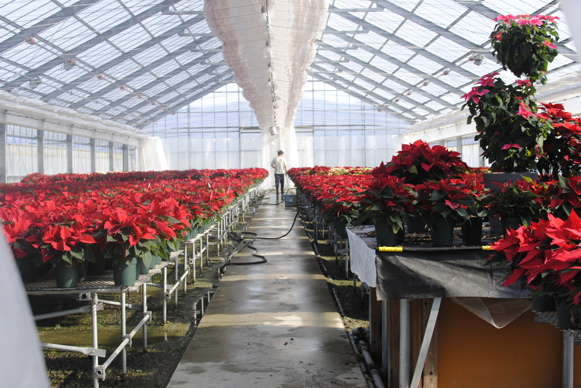 ナカジマ園芸 ポインセチア温室 — ハウス一面が真っ赤な絨毯のように